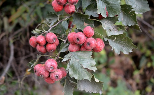 1647842933110679.png image.png