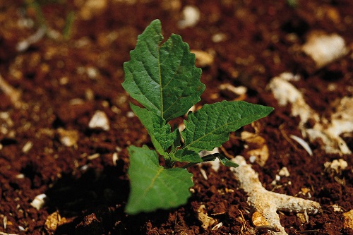 1650943774149892.jpg a687b562931409fb10bb10afa1894147_12398452_174759962000_2.jpg