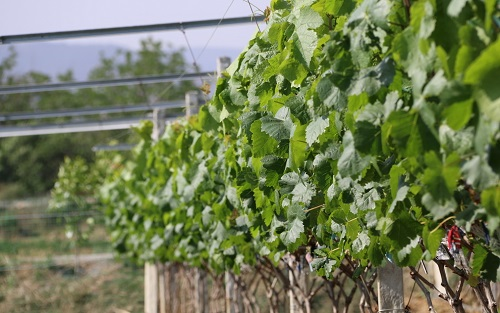 1652931778174211.png image.png